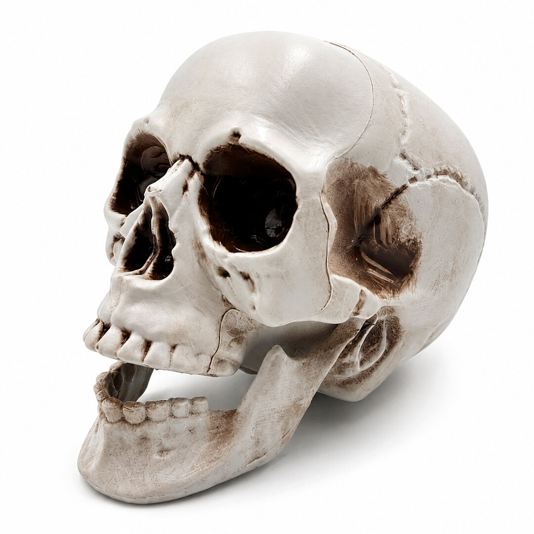 Beysüs Halloween İskelet Kafa Beyaz Büyük 15 cm - Beysüs
