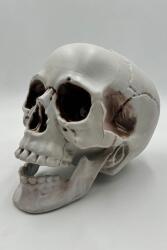 Beysüs Halloween İskelet Kafa Beyaz Büyük 15 cm - Beysüs