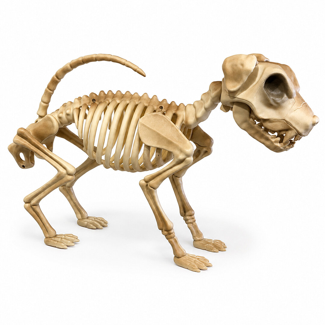 Cadılar Bayramı Korku Temalı İskelet Köpek Figürü 47cm - Beysüs