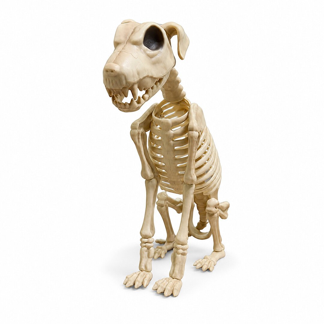 Cadılar Bayramı Korku Temalı Oturan İskelet Köpek Figürü 38cm - Beysüs